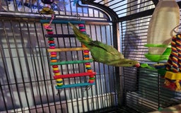 Ringnecks birds for sale: Male indian ringneck  - Image 3