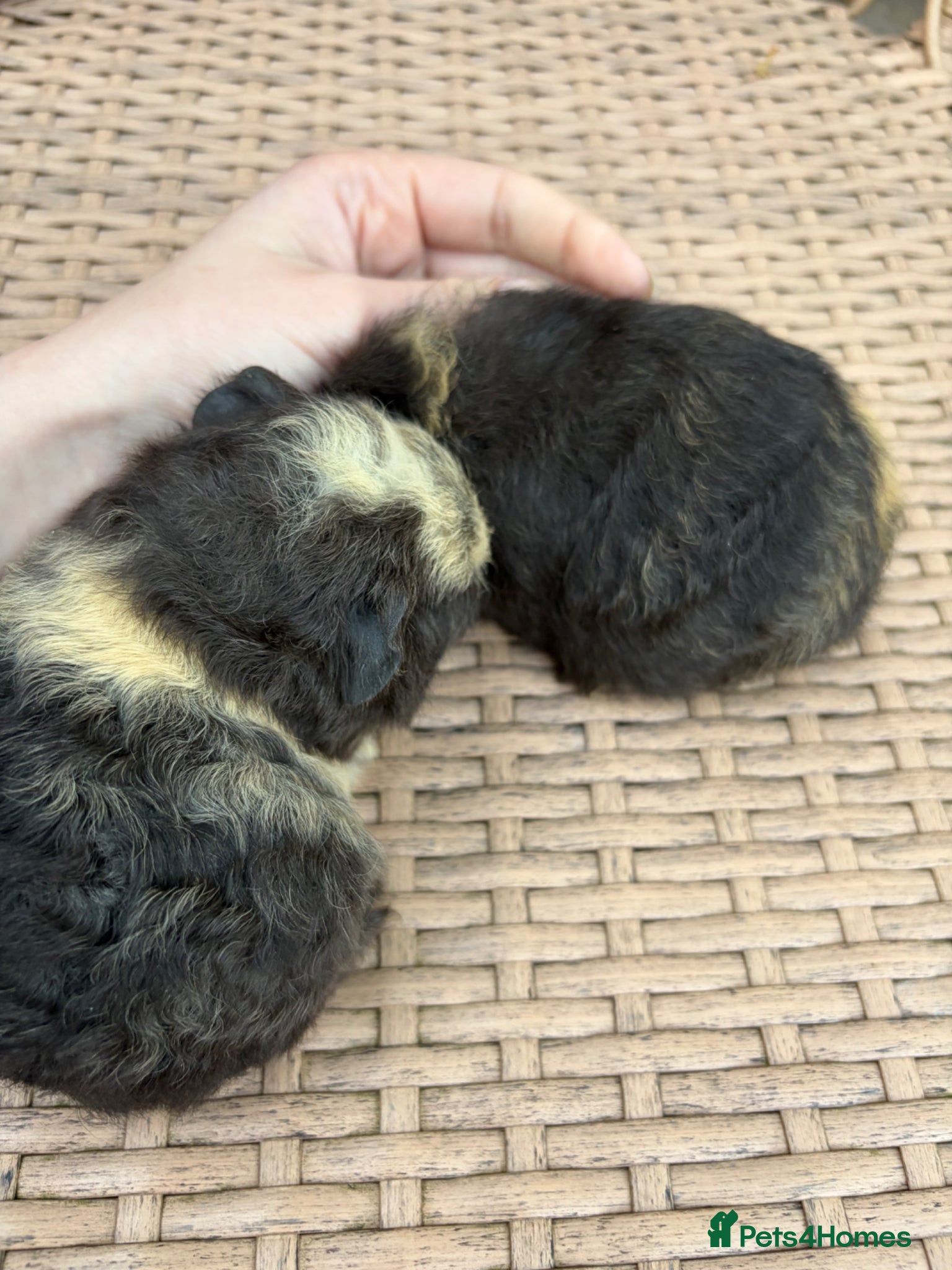 Guinea Pig rodents for sale: Swiss baby guinea pigs  in Nuneaton - Advert 4