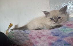 Ragdoll cats for sale: Ragdoll kitten - Image 2