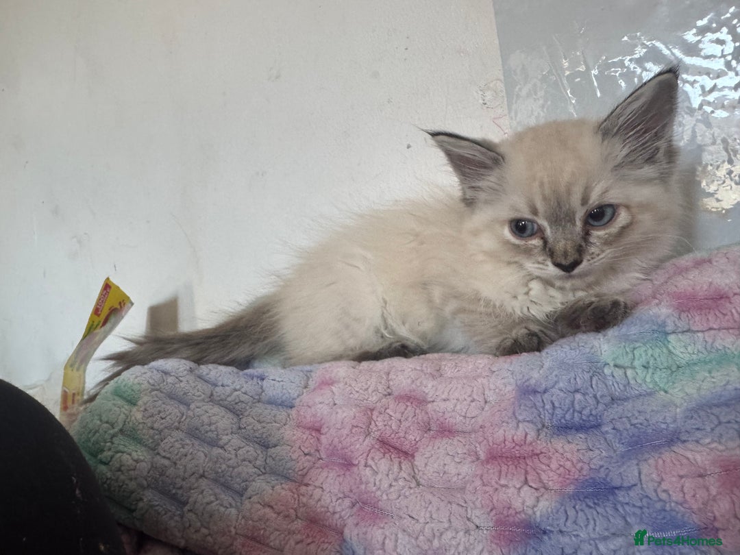 Ragdoll cats for sale: Ragdoll kitten - Image 2