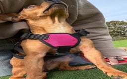 Mixed Breed dogs for adoption: Little Lady Josie is ready for her forever home! - Image 6