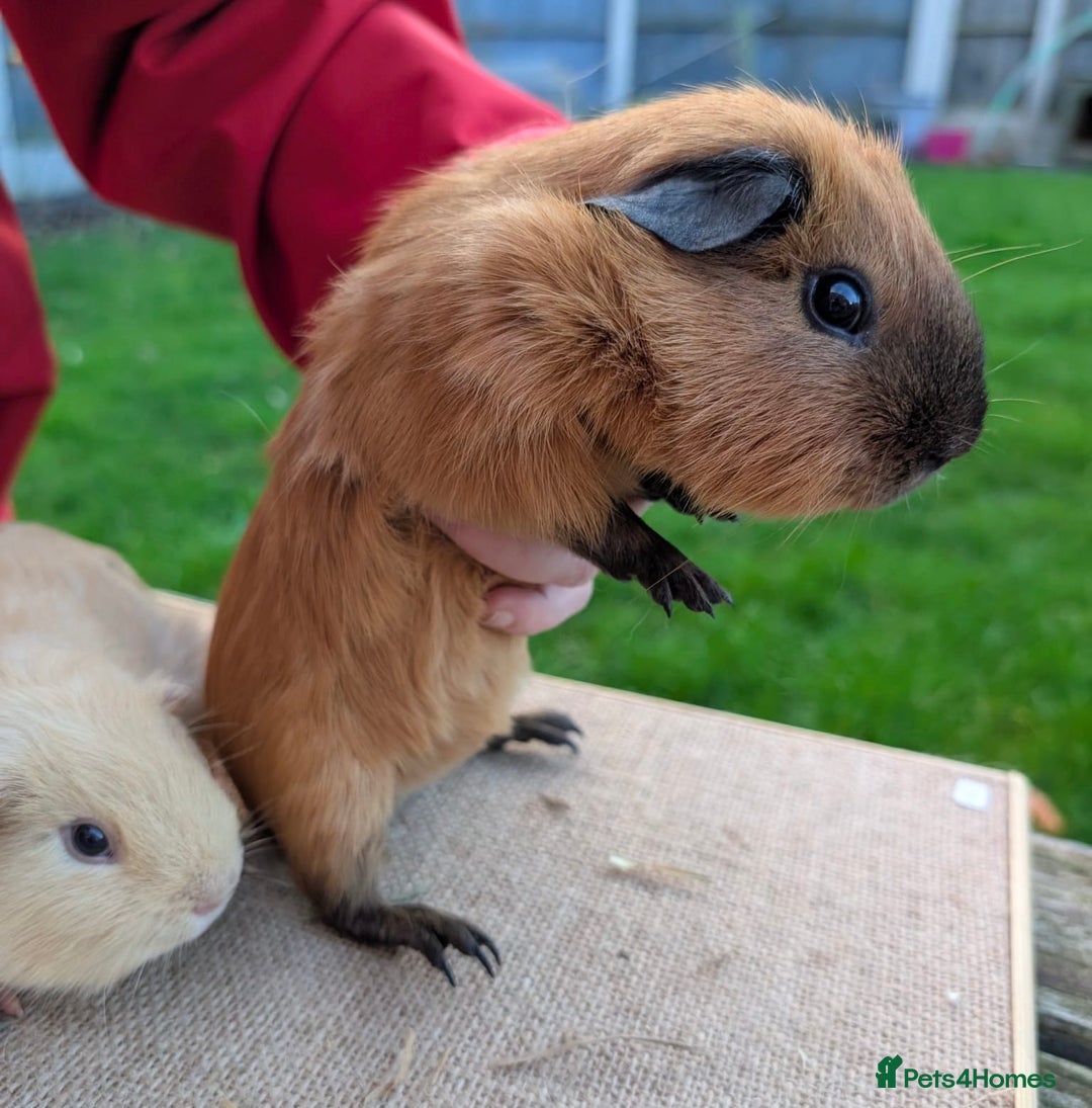 Guinea Pig rodents for sale: Beautiful Californian / self boar guinea pigs - Advert 7