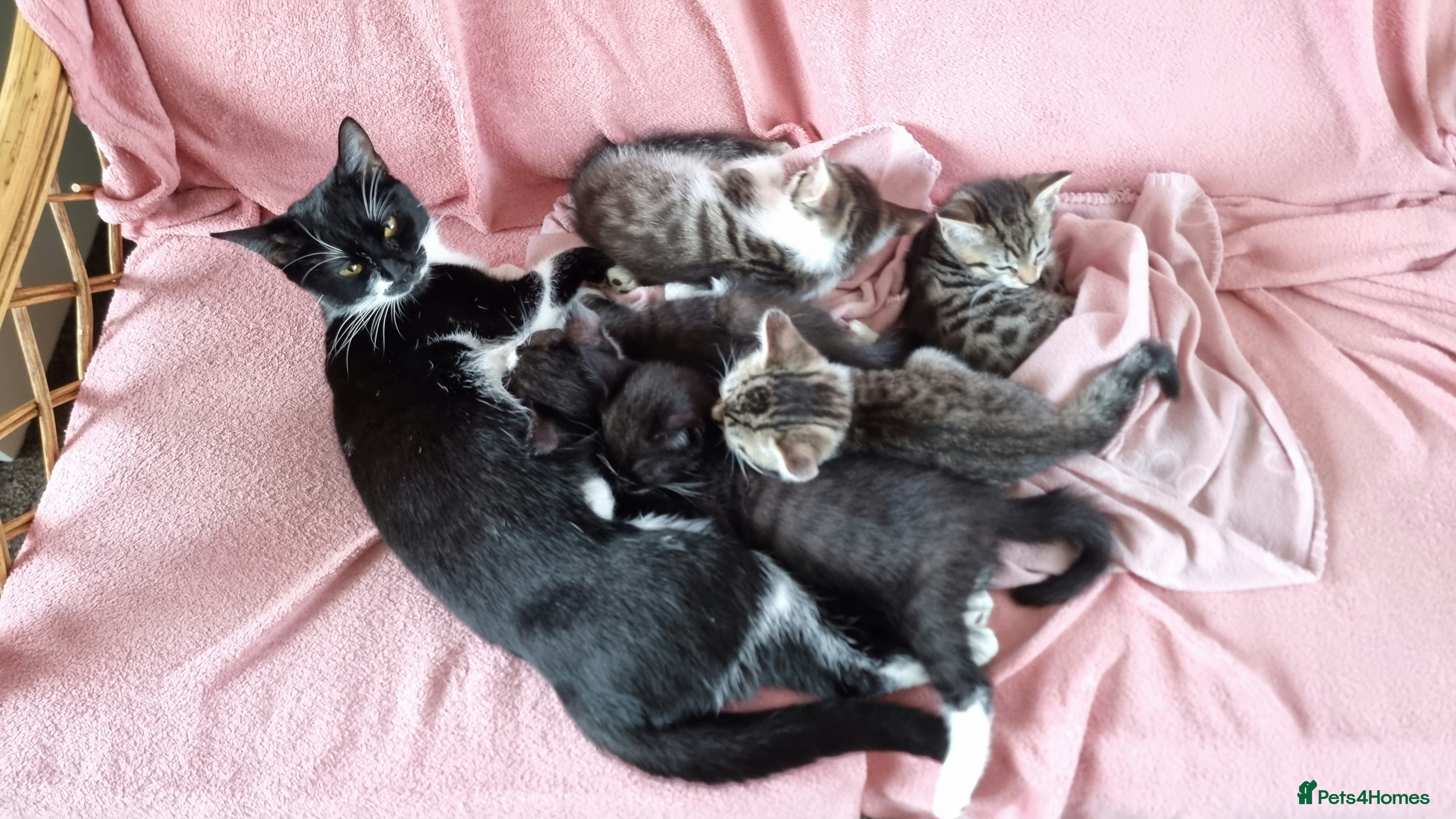 Mixed Breed cats Vaccinated kitten, ready for new home - Advert 5