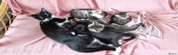 Mixed Breed cats for sale: Vaccinated kitten, ready for new home - Advert 1