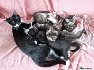 Mixed Breed cats Vaccinated kitten, ready for new home - Advert 14