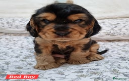 Cocker Spaniel dogs for sale: 🐾 Beautiful Show Cocker Spaniel Puppys - Image 7