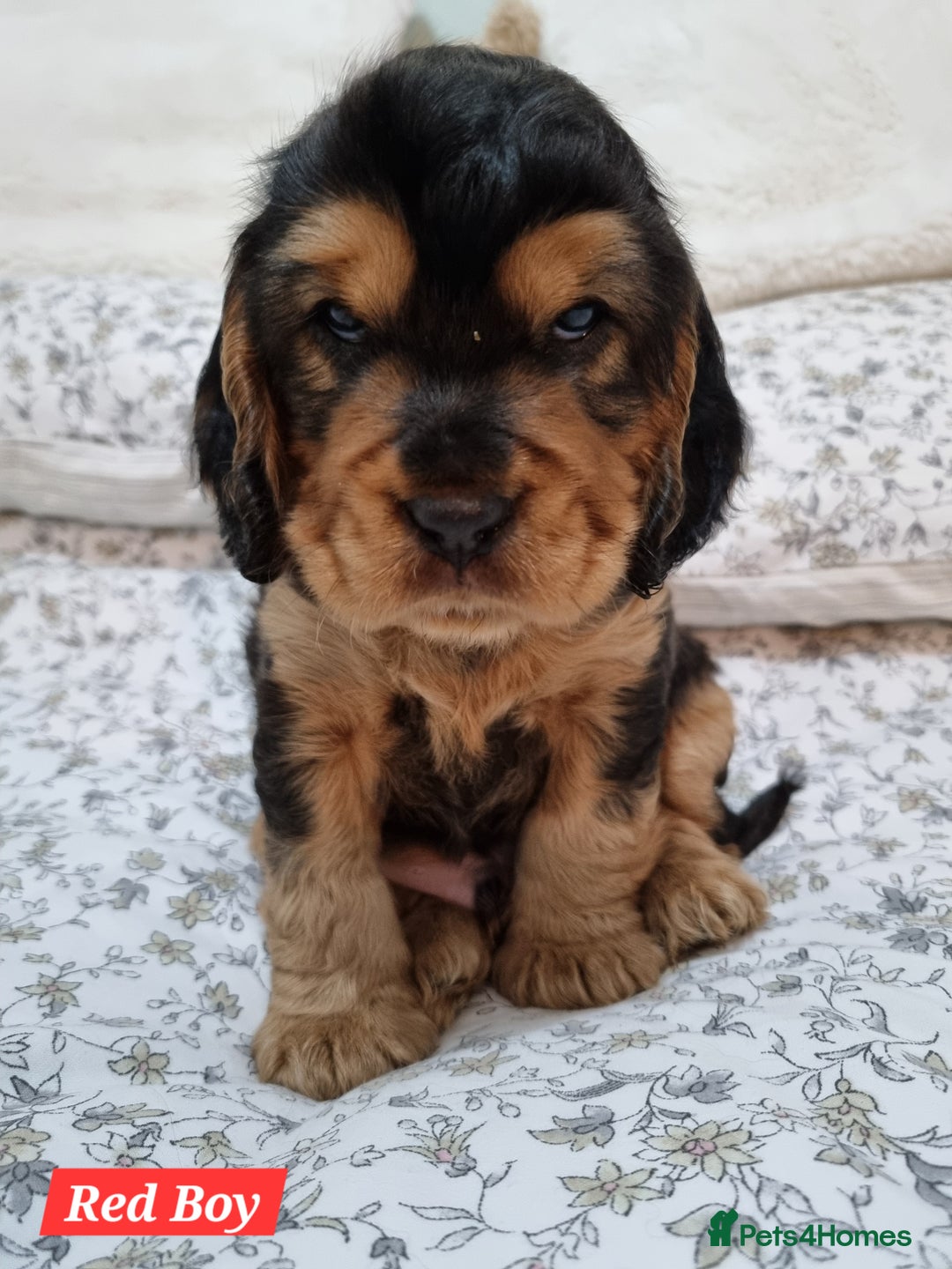 Cocker Spaniel dogs for sale: 🐾 Beautiful Show Cocker Spaniel Puppys - Image 7