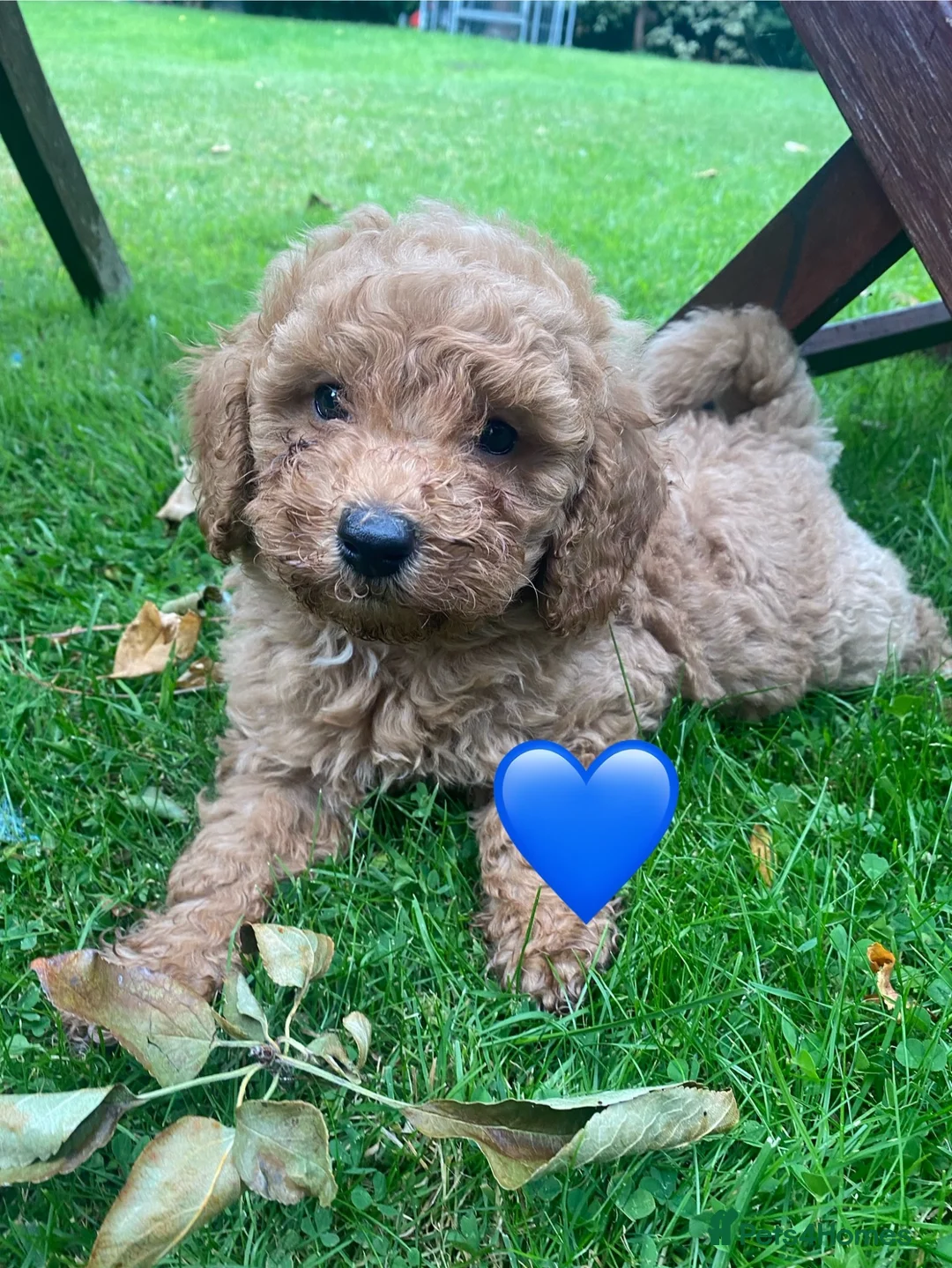 Miniature Poodle dogs for sale: Miniature poodle boy and girl,ready now. - Advert 1
