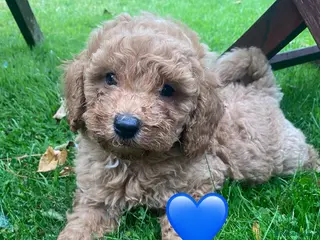 Miniature Poodle dogs Miniature poodle red boy,ready now. - Advert 12