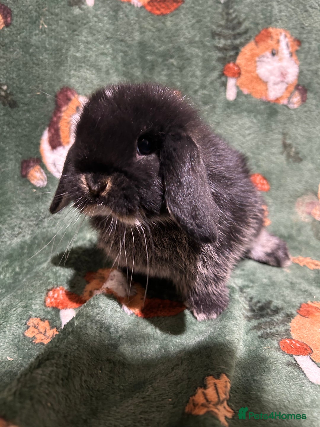 Mini Lop rabbits for sale: Beautiful Baby Mini Lops  - Advert 6