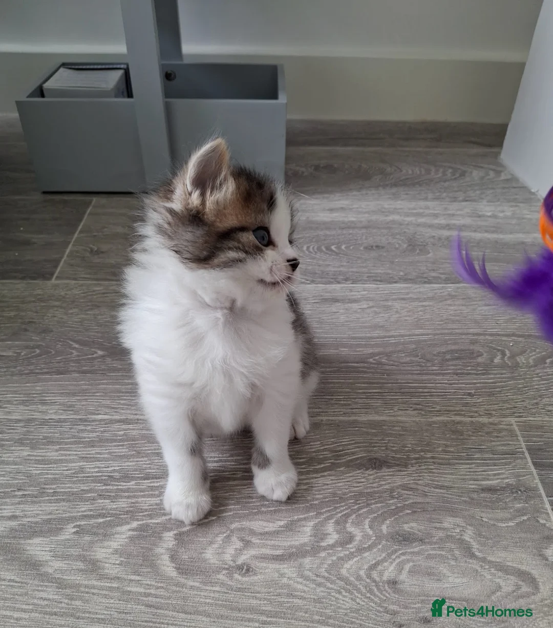 Norwegian Forest Cat cats for sale: Beautiful Norwegian Forest/Ragdoll Male Kitten  - Advert 22