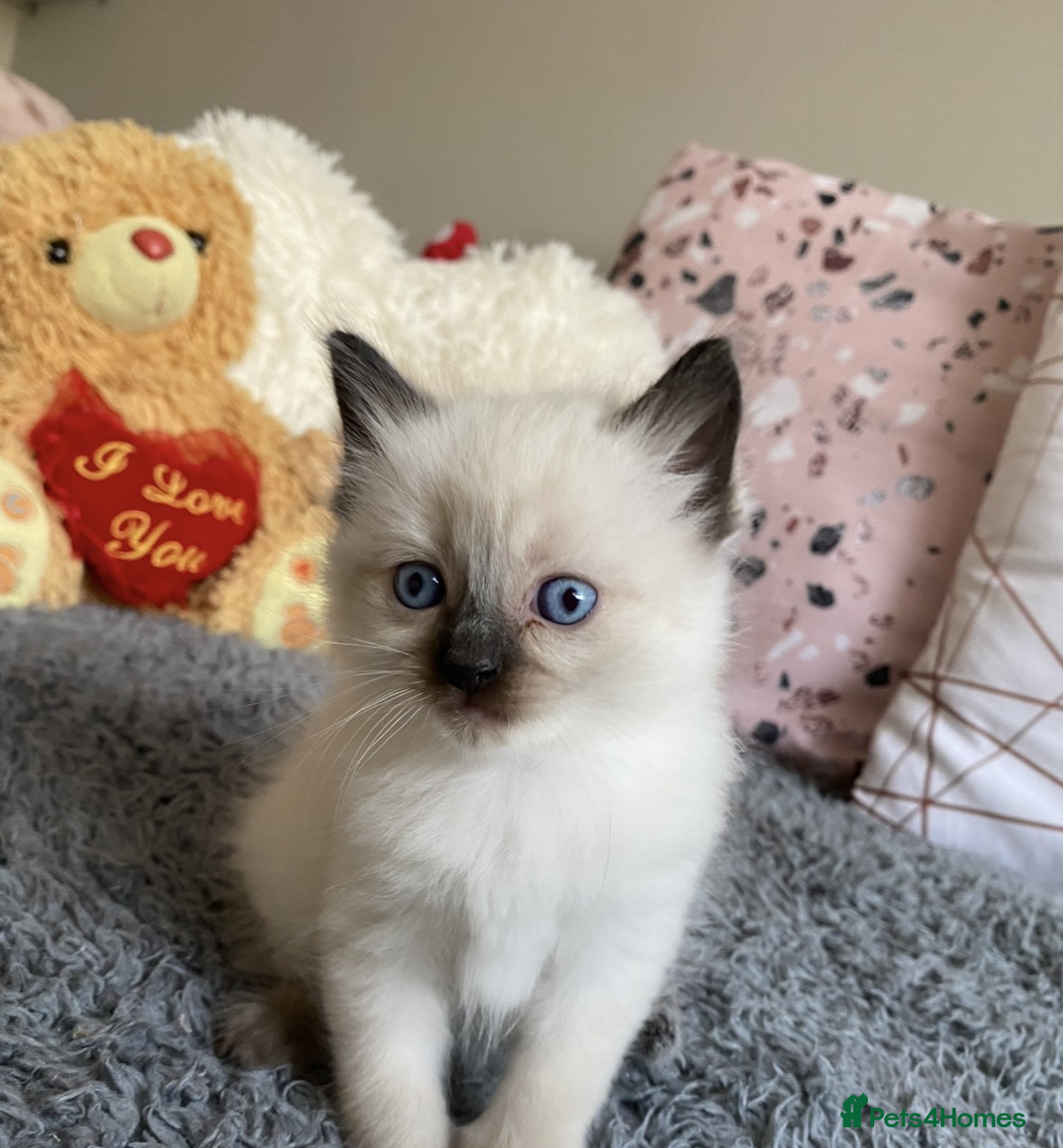 Ragdoll cats for sale: Blue eyed Ragdoll Kittens  - Advert 7