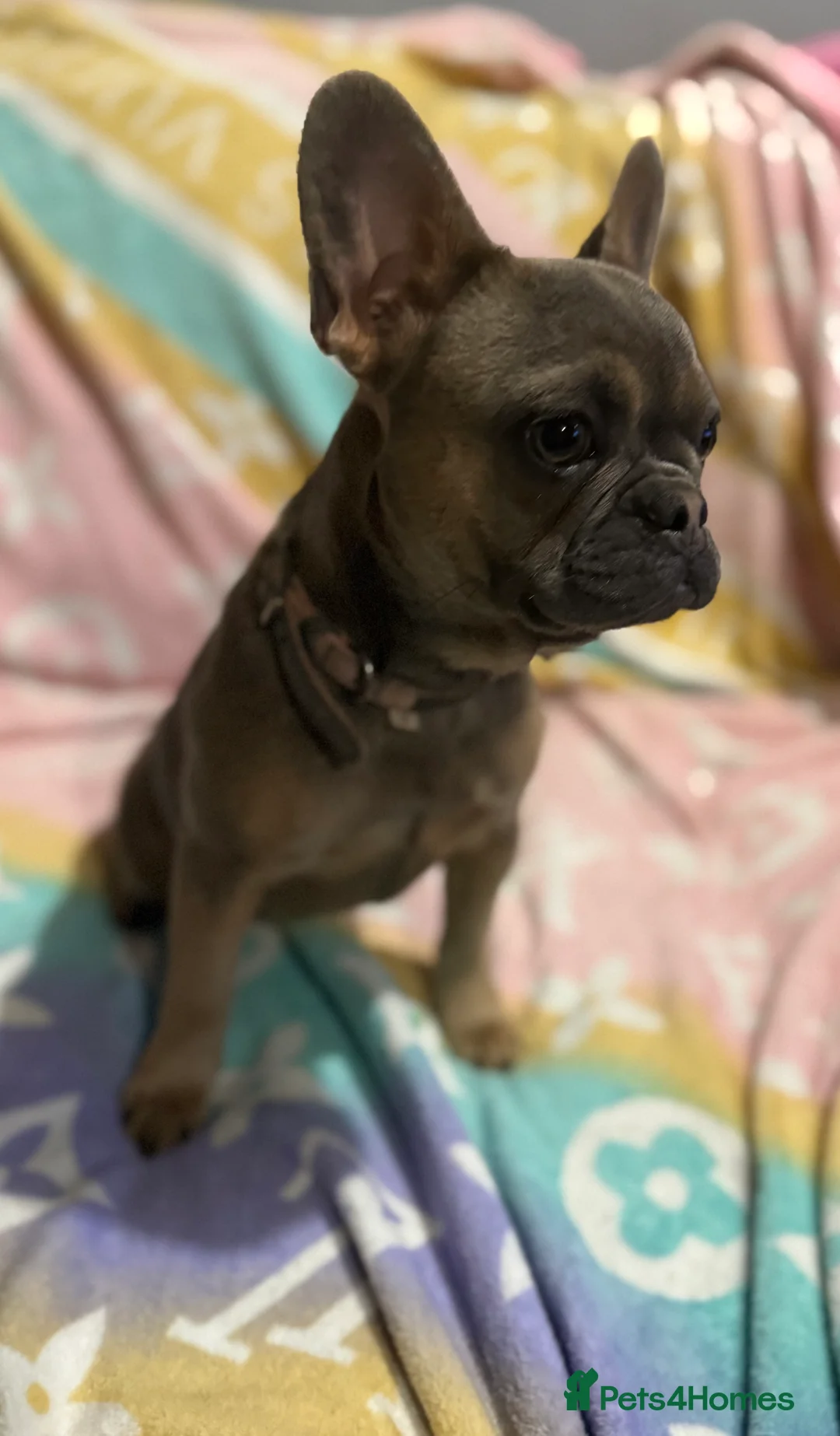 French Bulldog dogs for sale: 3 beautiful girls 8months old  in Birmingham - Advert 2