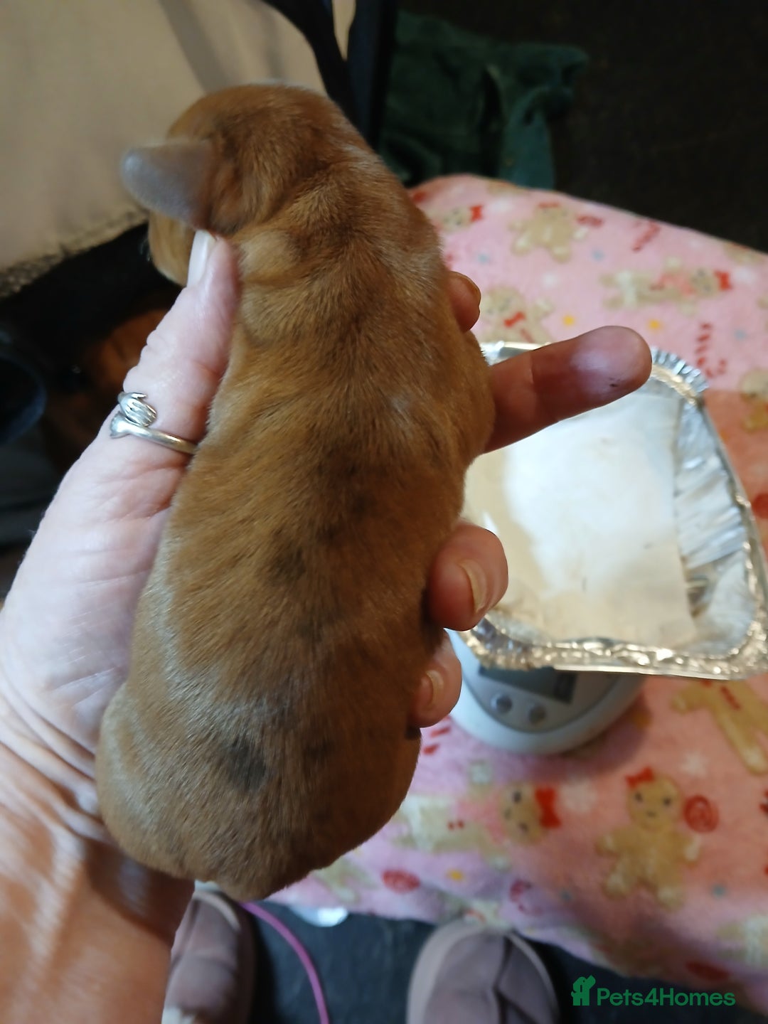 Miniature Dachshund dogs for sale: Brand new litter min daxies - Advert 2