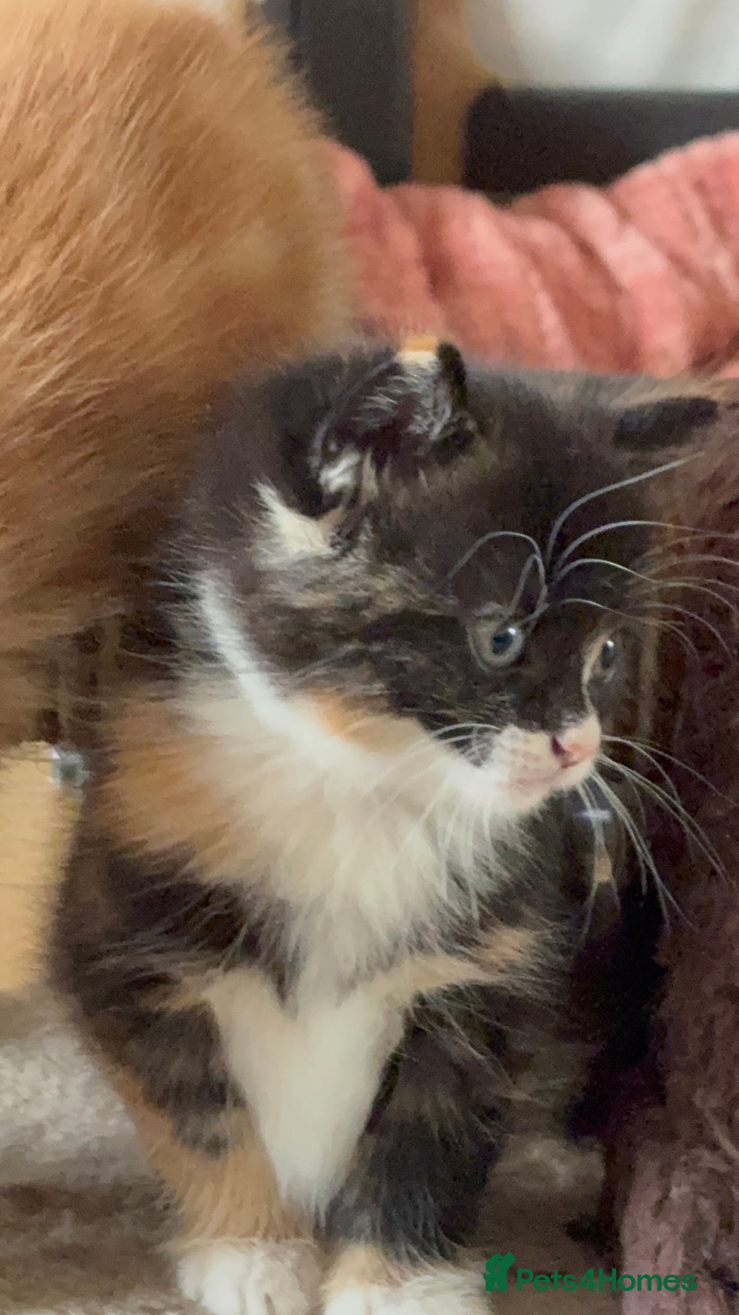 Mixed Breed cats for sale: 3 beautiful kittens for sale.  - Image 11