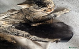 Mixed Breed cats for sale: 3 kittens - Image 7