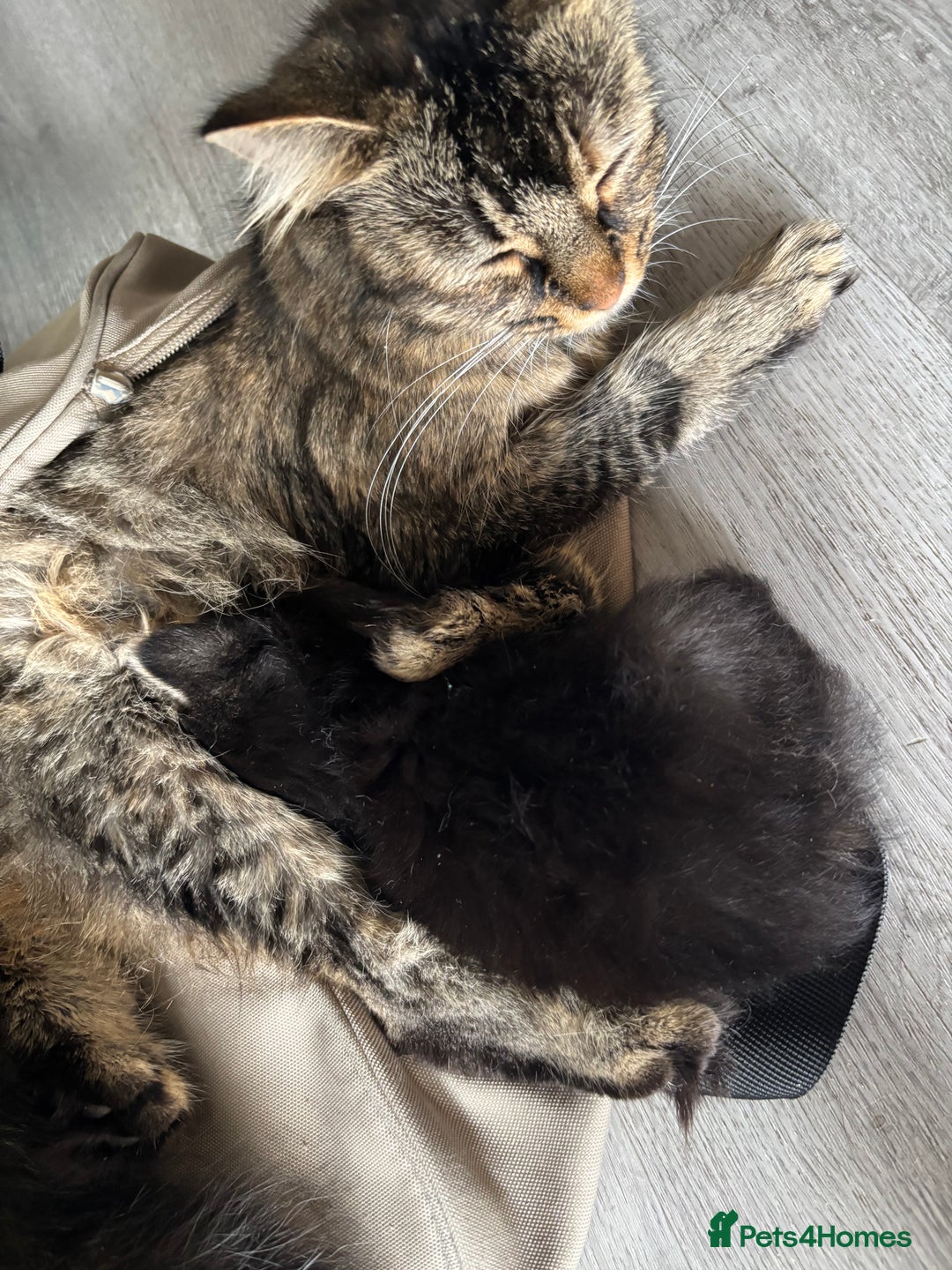 Mixed Breed cats for sale: 3 kittens - Image 7