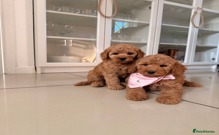 Australian Labradoodle dogs - Advert 1