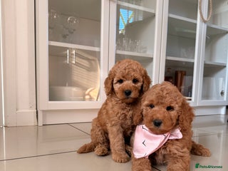 Australian Labradoodle dogs - Advert 1