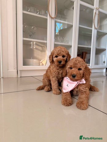 Australian Labradoodle dogs - Advert 1