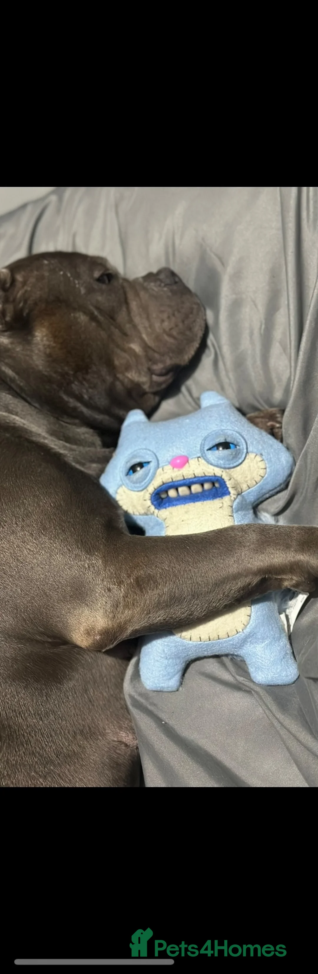 American Bully dogs for sale: Beautiful Blue Pocket Bully - Advert 2