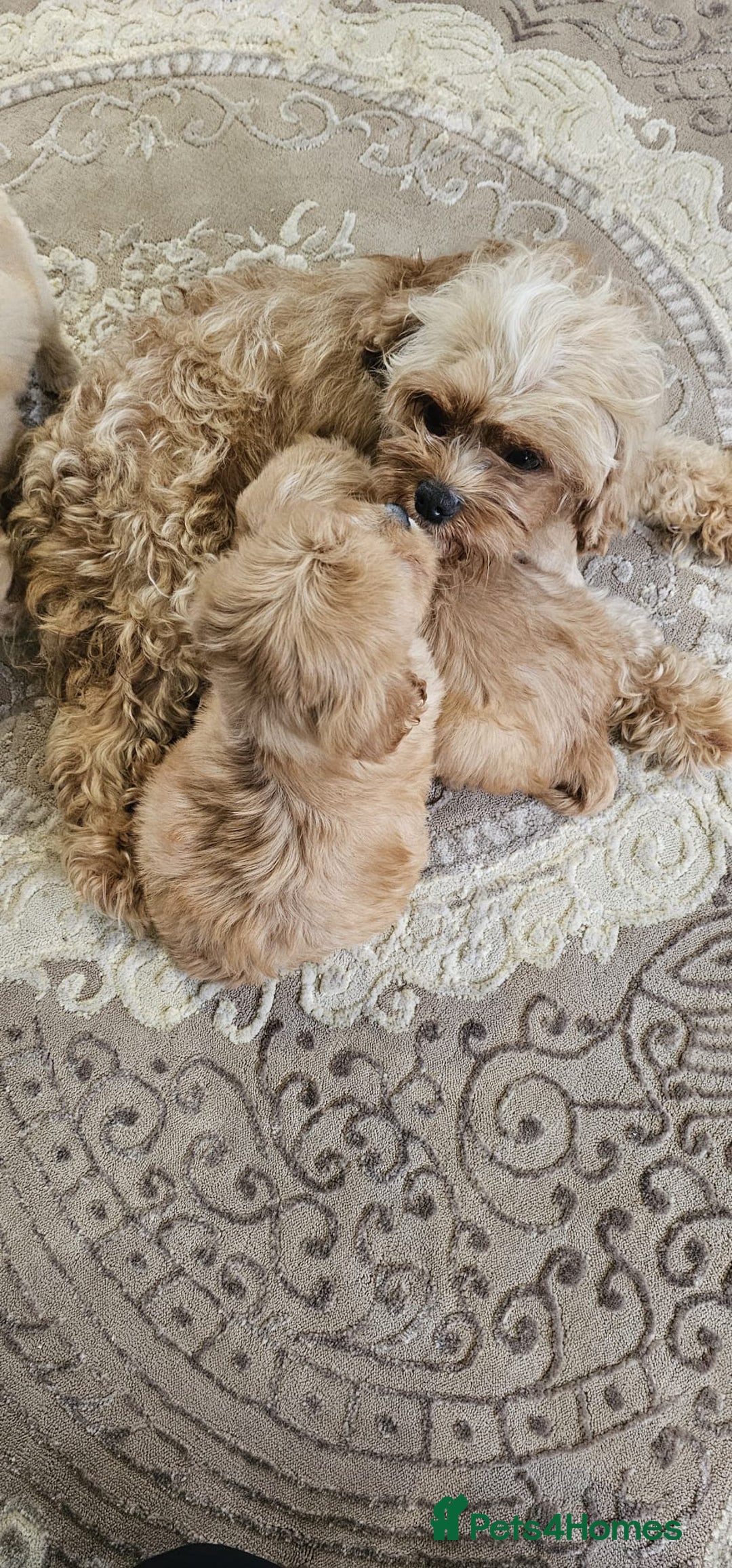 Cavapoo dogs for sale: Cavapoo puppies please call 07907327738 - Image 10
