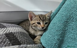 Bengal cats for sale: Beautiful Bengal Kittens - Image 7