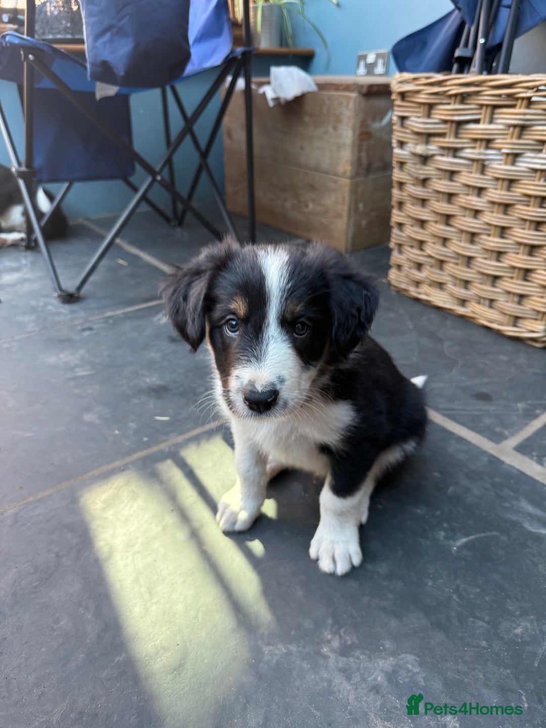 Mixed Breed dogs for sale: Border colllie/bearded collie pups  - Image 12