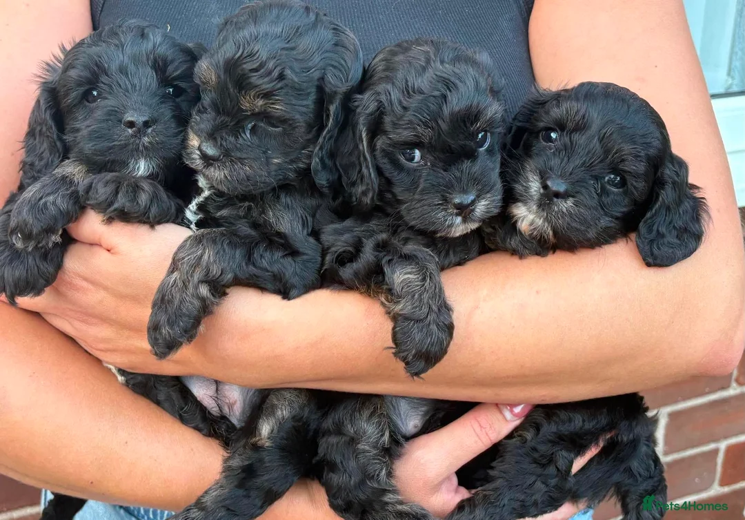 Cavapoo dogs for sale: Beautifull health tested cavapoos - Advert 1