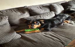 Welsh Collie dogs for sale: Beautiful Welsh Collie - Image 2