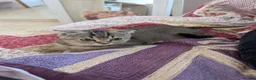 Mixed Breed cats for sale: British Shorthair/ Scottish Fold cross kittens in Doncaster - Advert 7