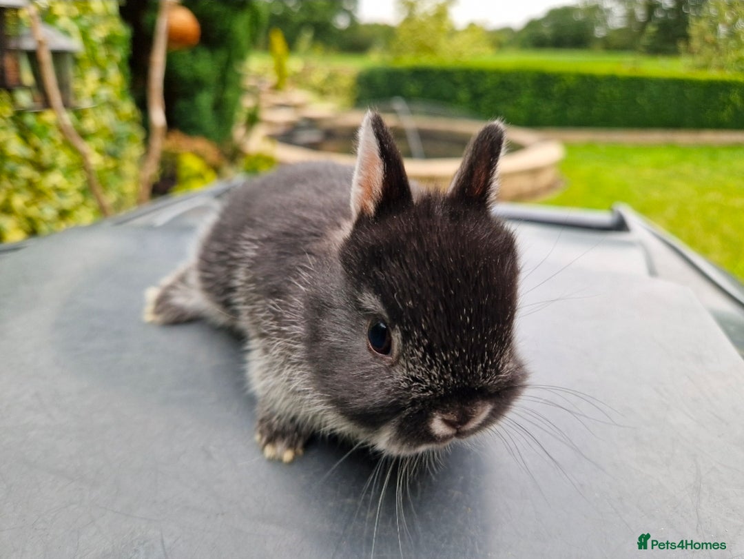 Netherland Dwarf rabbits for sale: Genuine Netherland Dwarf Kits  - Advert 3
