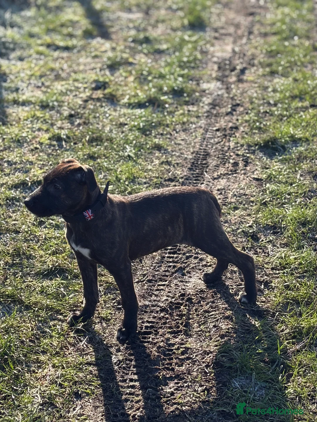Mixed Breed dogs for sale: 15 weeks old terrier girl - Advert 8