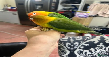 Lovebirds birds - Advert 7