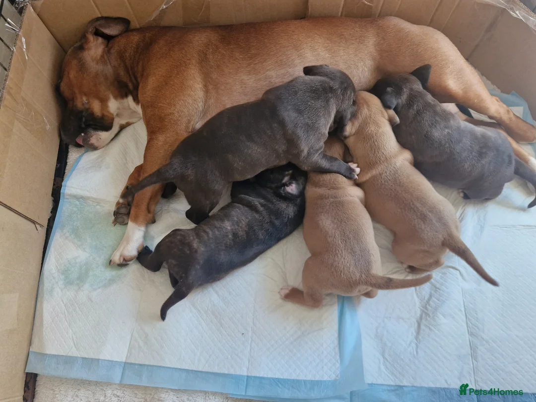 Staffordshire Bull Terrier dogs for sale: Staffordshire bull terrier puppies - Advert 1