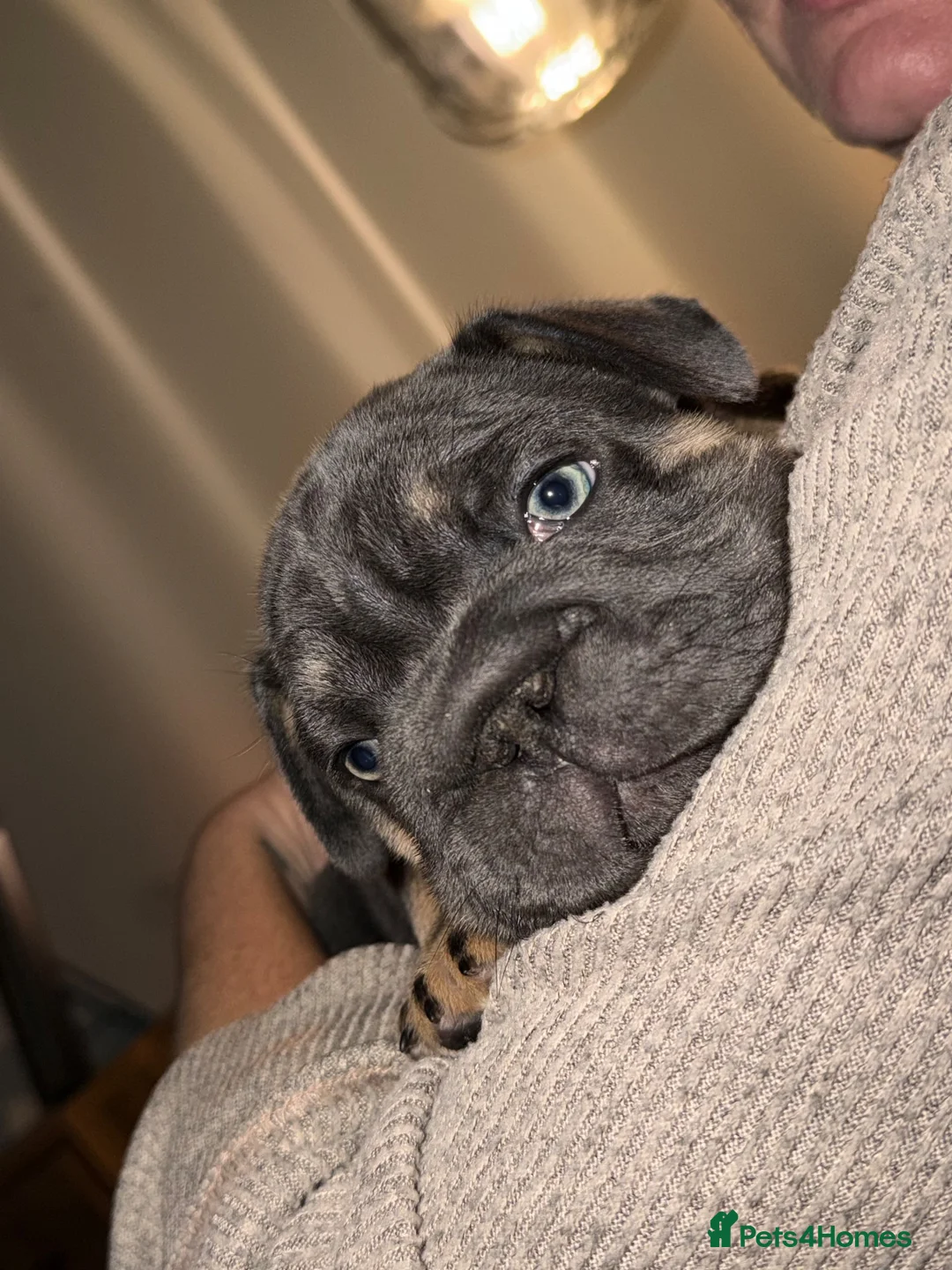 French Bulldog dogs for sale:  Unexpectedly Available – Voldemort - Advert 7