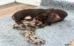 Miniature Dachshund dogs for sale: 3 x KC Chocolate Dapple girls - Image 13