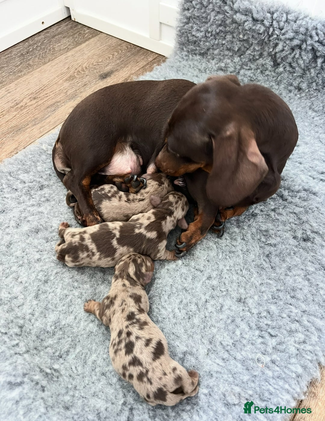 Miniature Dachshund dogs for sale: 3 x KC Chocolate Dapple girls - Image 13