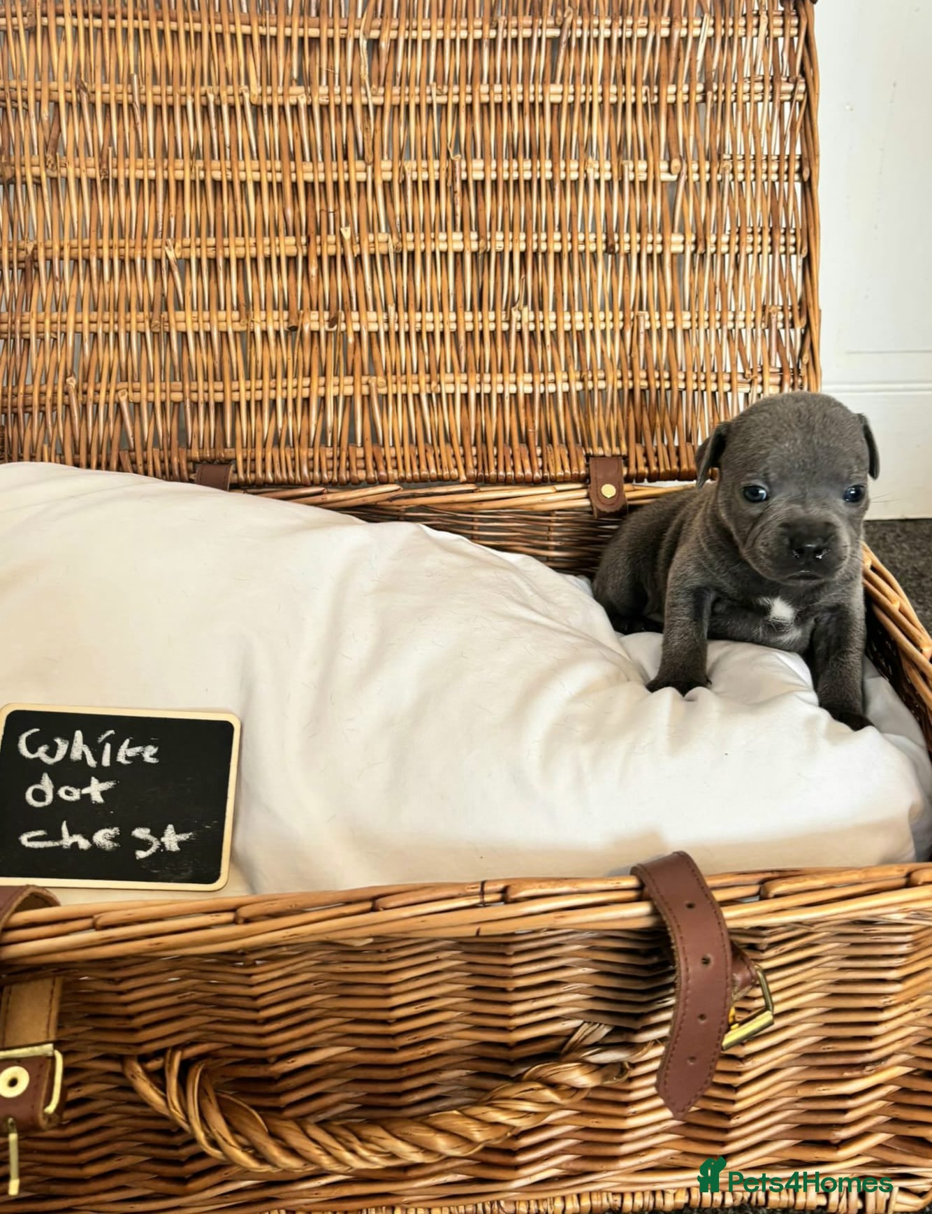 Staffordshire Bull Terrier dogs Beautiful chunky blue staffies  - Advert 5