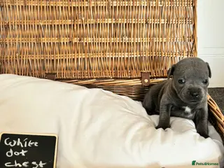 Staffordshire Bull Terrier dogs Beautiful chunky blue staffies - Advert 5