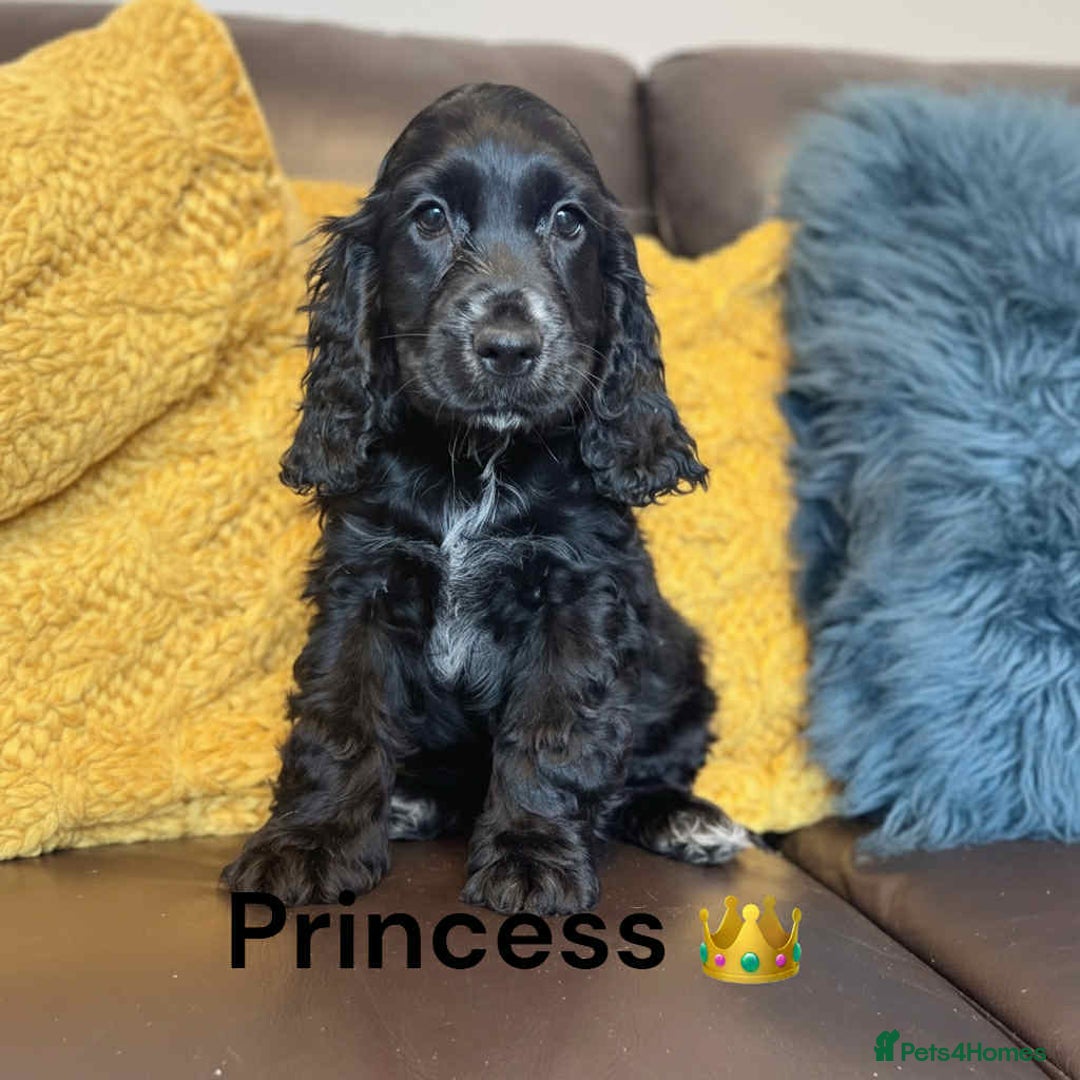 Cocker Spaniel dogs for sale: Beautiful show cocker puppies  - Advert 3
