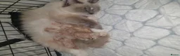 Ragdoll cats for sale: Bicolour ragdoll kittens (males) - Advert 2