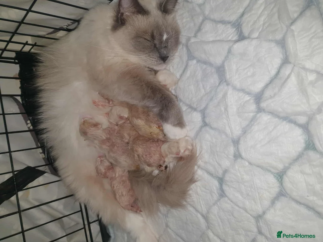 Ragdoll cats for sale: Bicolour ragdoll kittens (males) - Advert 2