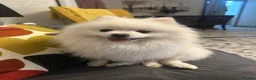 Pomeranian dogs for stud: White Pomeranian Male Available for Stud - Advert 1