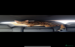 Bengal cats for sale: Bengal  - Image 2