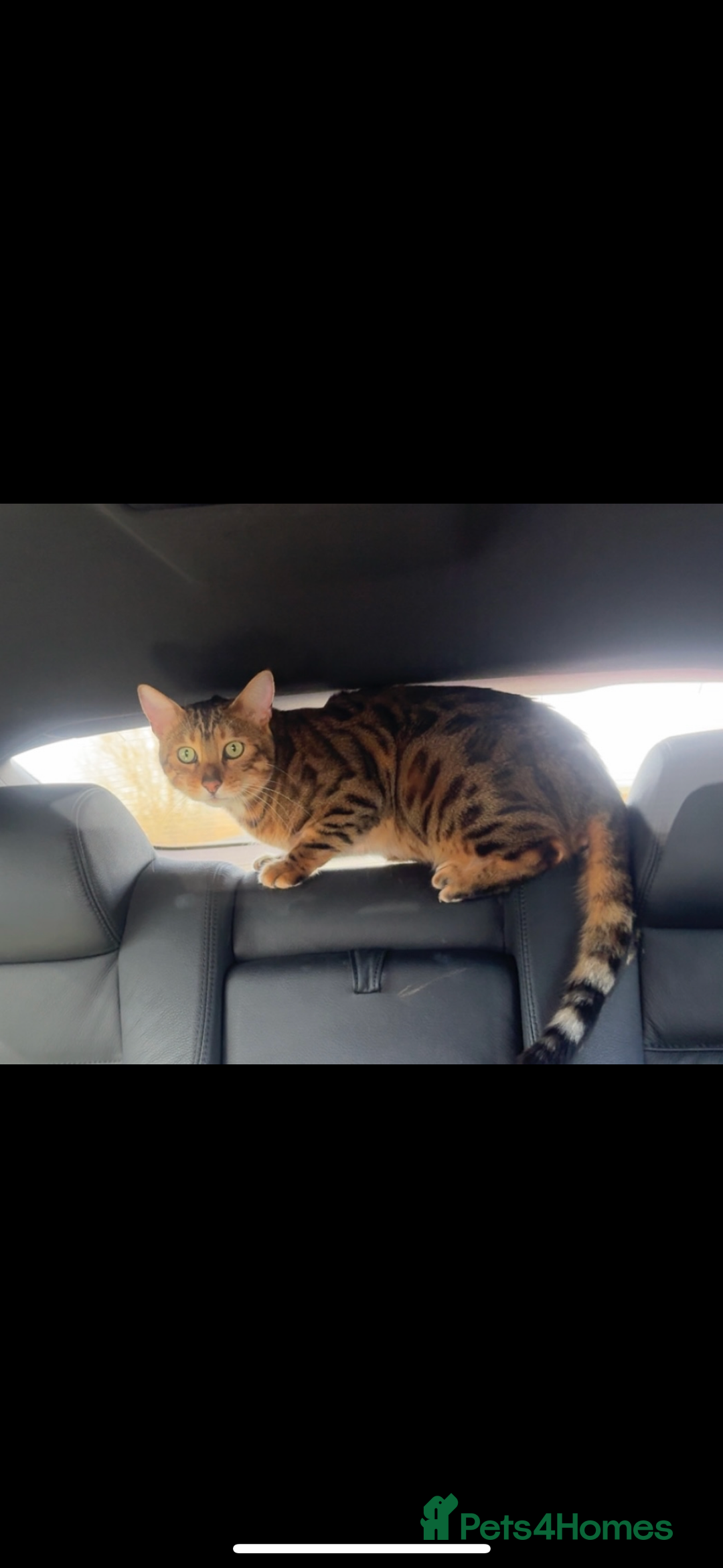 Bengal cats for sale: Bengal  - Image 2