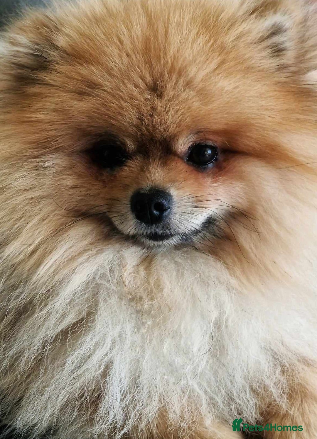 Pomeranian dogs for stud: Stud Dog-NOT FOR SALE in Luton - Image 13