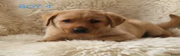 Labrador Retriever dogs for sale: 🐕🐕 6 adorable old English Labrador puppys 🐕🐕 - Advert 19