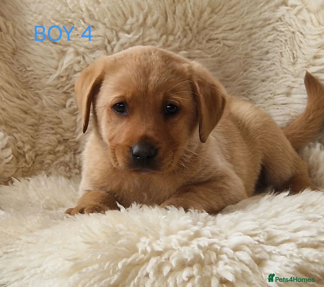 Labrador Retriever dogs for sale: 🐕🐕 6 adorable old English Labrador puppys 🐕🐕 - Advert 19