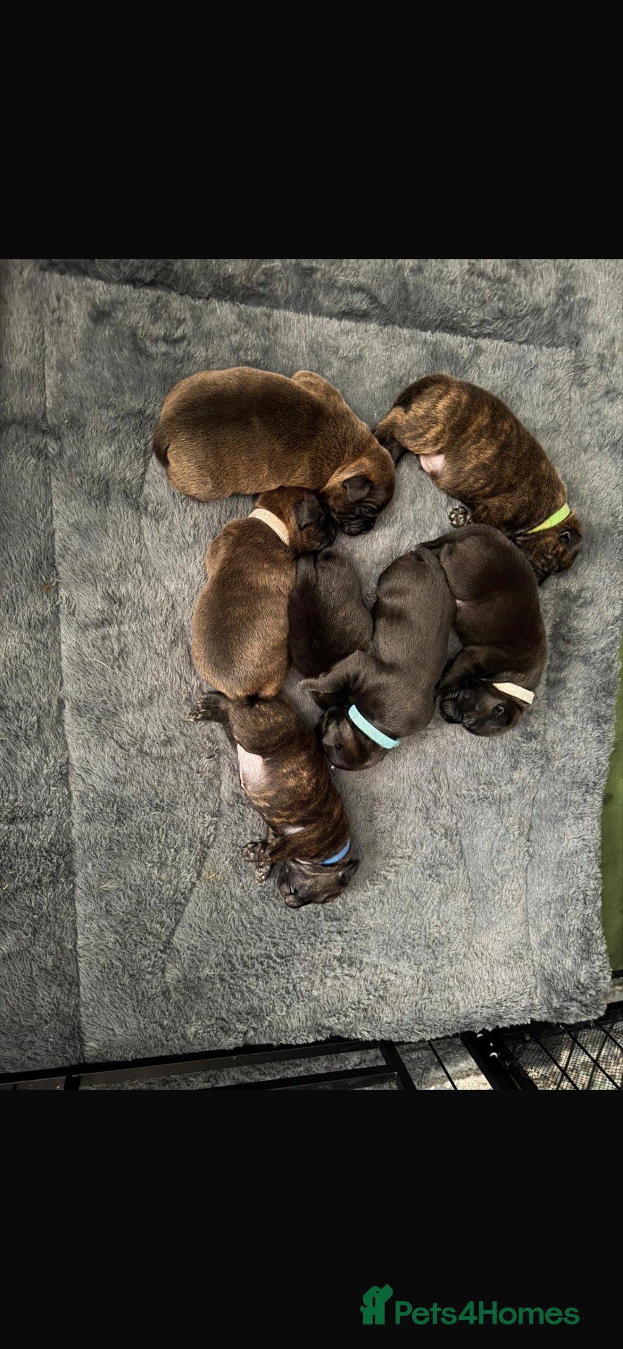 Staffordshire Bull Terrier dogs KC Registered Red/Brindle Staffy Puppies - Advert 2